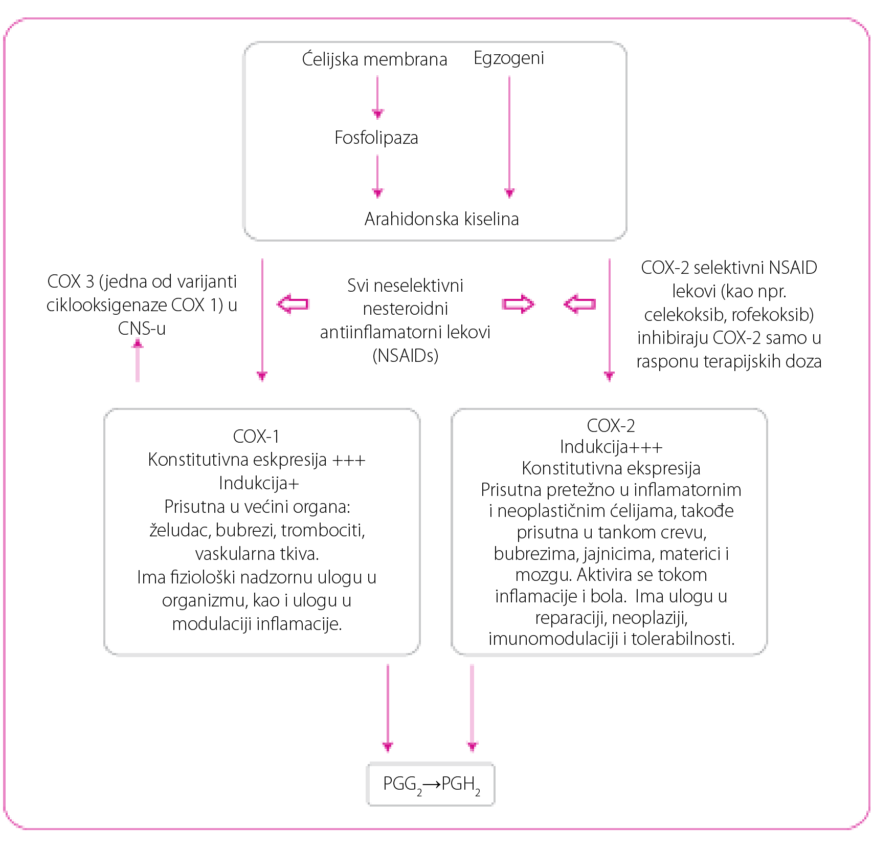 Slika 1. Metabiolički put arahidonske kiseline uz stvaranje prostanglandina (PG) ili tromboksana A2 (TXA2). Adaptirano iz reference 2